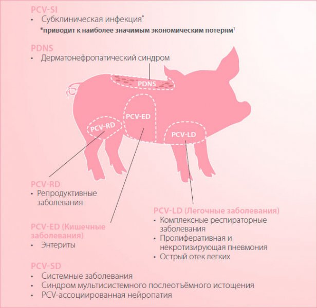Респираторный репродуктивный синдром. Респираторный репродуктивный синдром. Респираторно репродуктивный синдром свиней возбудитель. Респираторный репродуктивный синдром. Респираторные заболевания свиней.